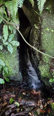 A waterfall tumbles out of a crevice from within a high forested bluff, Barry Foster