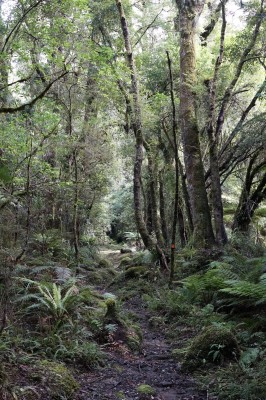 Lake edge track through kānuka forest, Gillian Ward