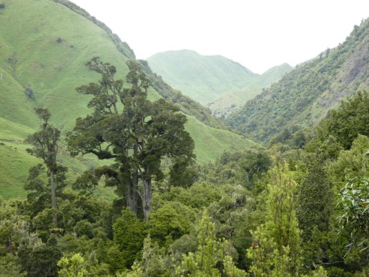 Bush edge, photo by Barry Foster