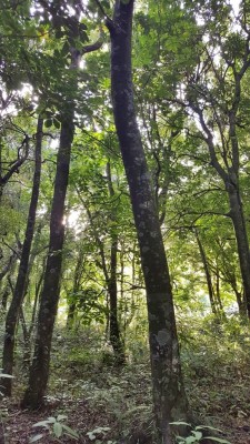 Longbush Reserve. Photo: RNZ, Alison Ballance