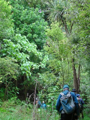 Crossing a stream in Longbush Reserve. Photo: Gillian Ward