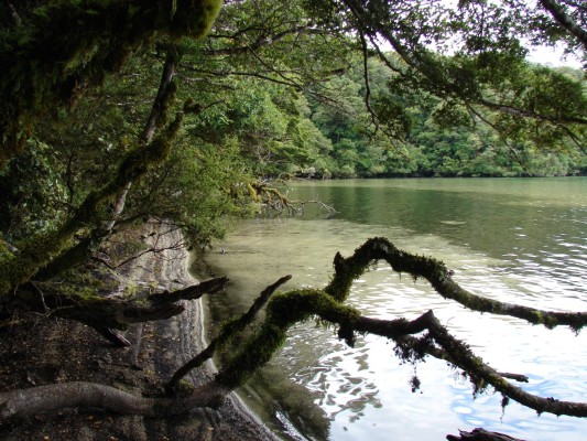 A small sandy beach overhung by trees provides an attractive rest stop along the Lake Waikareiti track, Gillian Ward