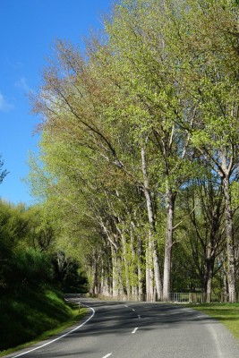  New leaves in spring, poplar trees along Tiniroto Road