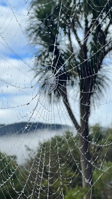 Spiderweb with dew drops, Catherine McDonald