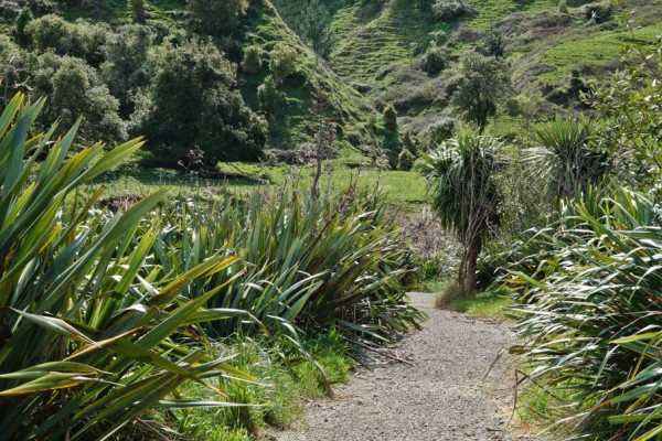 Te Aratia Walkway