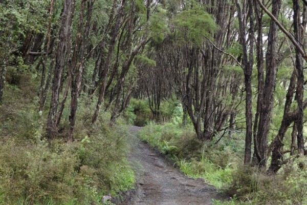 Mātokitoki Valley Track