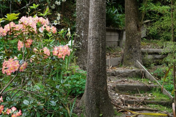 Elizabeth Williams Walkway, Tūranga Gardens 